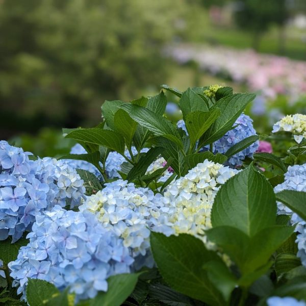 ７月のマナスパと紫陽花 画像