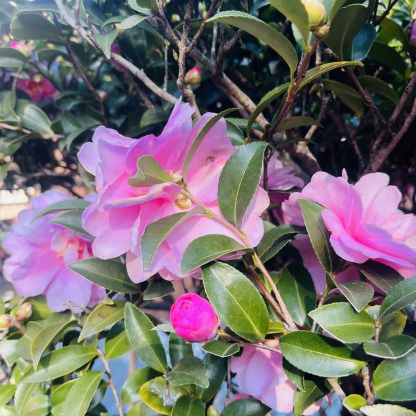 お久しぶりの投稿 画像