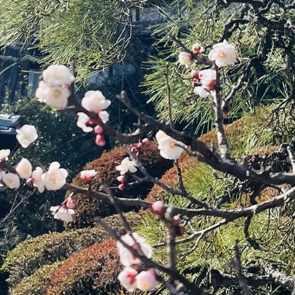 春の気配に思わずにっこり 画像